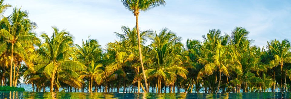 En rekke palmtrær langs en vannkant under en klar blå himmel.