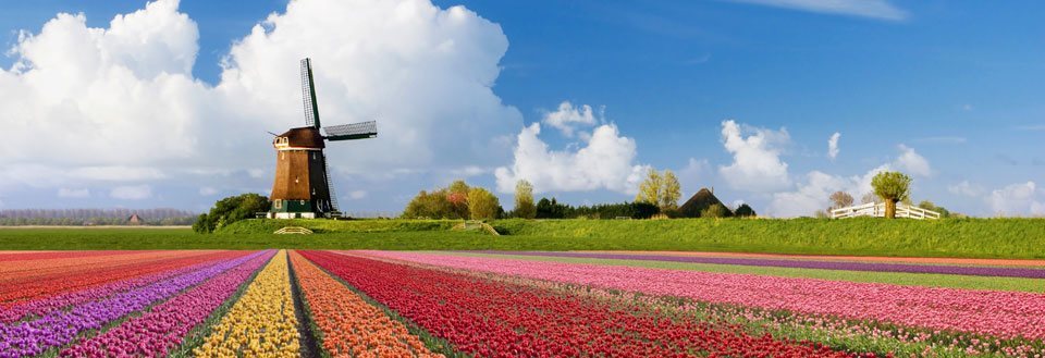 Tradisjonell vindmølle med fargerike tulipanfelt i forgrunnen og en blå himmel med noen skyer.