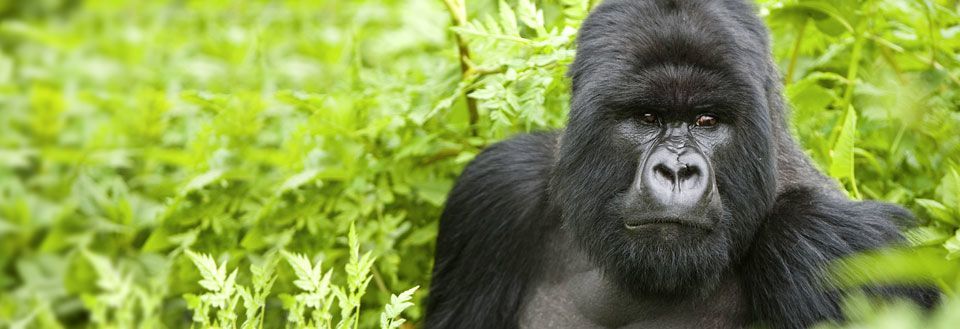 En mektig gorilla hviler blant frodig grønt løvverk mens den ser rett mot kameraet.